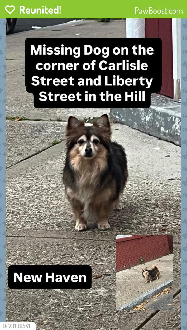 Reunited Unknown Dog last seen Stop Sign on Carlisle Street and Liberty Street, New Haven, CT 06519