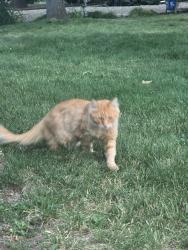 Found/Stray Unknown Cat last seen Scott cassia grover, Boise, ID 83705