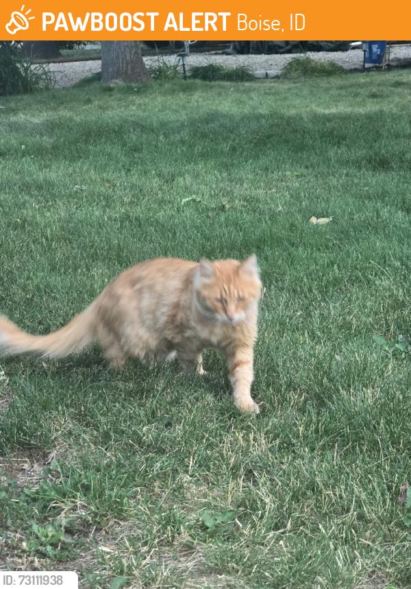 Found/Stray Unknown Cat last seen Scott cassia grover, Boise, ID 83705