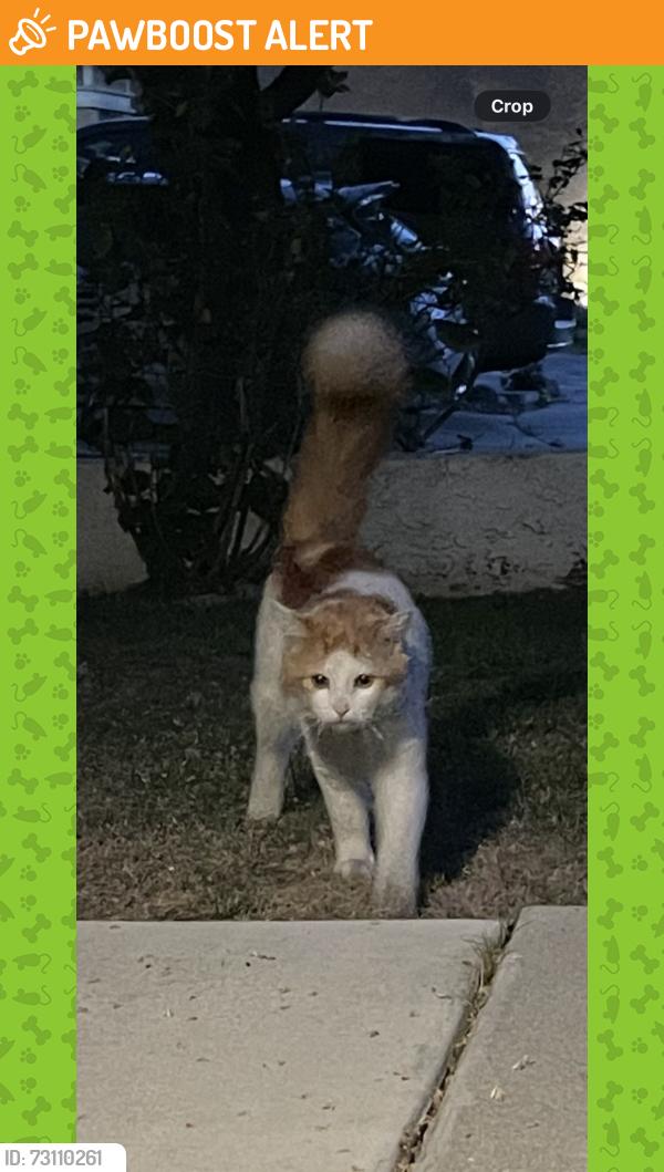 Found/Stray Unknown Cat last seen Milliken and 210, Rancho Cucamonga, CA 91730
