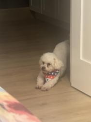 Reunited Female Dog last seen Piccard, San Diego, CA 92154