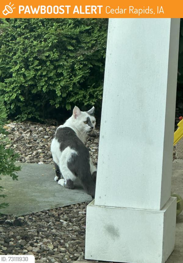 Found/Stray Unknown Cat last seen On Staub Ct NE - between Prairie Drive and Wildwood, Cedar Rapids, IA 52402