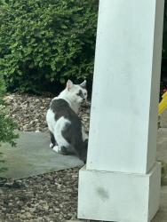 Found/Stray Unknown Cat last seen On Staub Ct NE - between Prairie Drive and Wildwood, Cedar Rapids, IA 52402