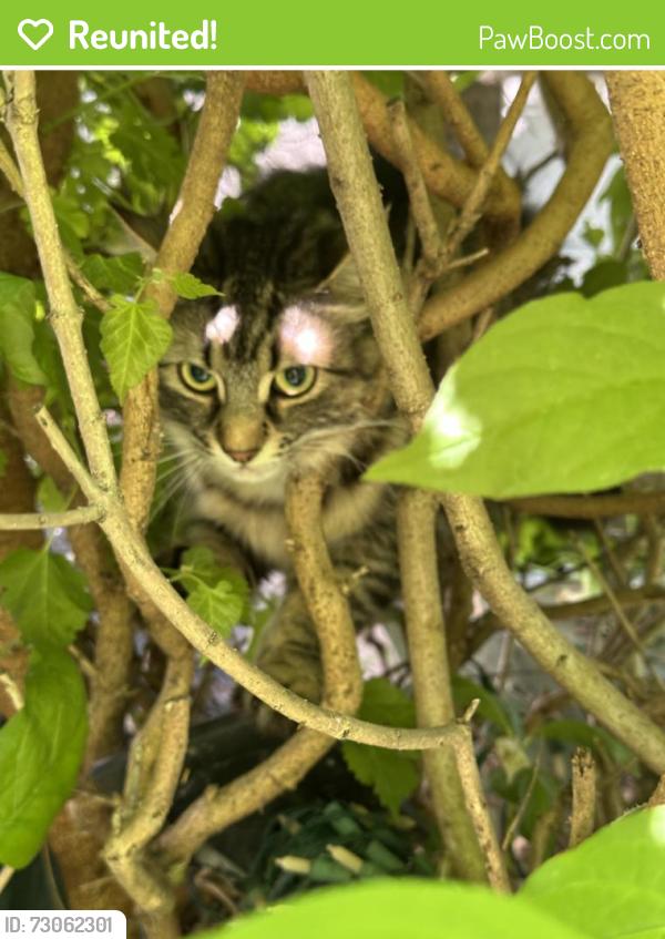 Reunited Female Cat last seen Leyton avenue and Newport avenue, Toronto, ON M1L 3T8