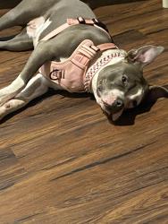 Lost Female Dog last seen Butternut dr & Orchard dr, Bolingbrook, IL 60440