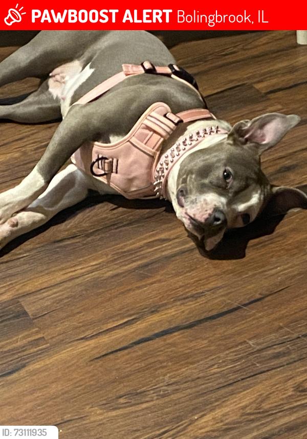 Lost Female Dog last seen Butternut dr & Orchard dr, Bolingbrook, IL 60440