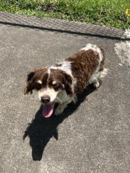 Found/Stray Male Dog last seen Preston dr, Pasadena, TX 77503