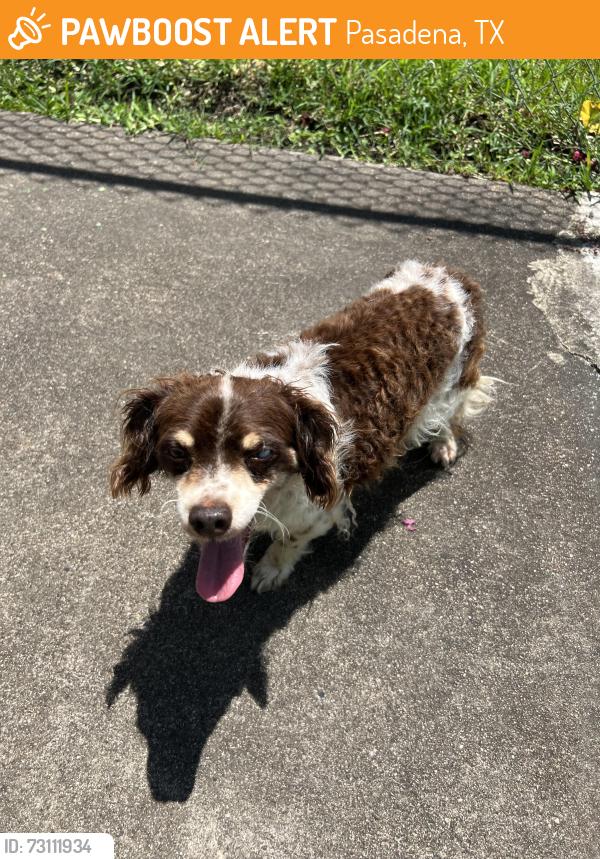 Found/Stray Male Dog last seen Preston dr, Pasadena, TX 77503