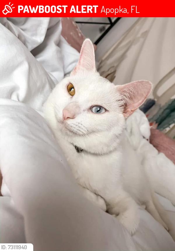 Lost Male Cat last seen South Bermuda and Saint Croix Ave, Apopka, FL 32703