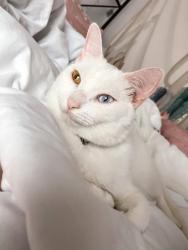 Lost Male Cat last seen South Bermuda and Saint Croix Ave, Apopka, FL 32703