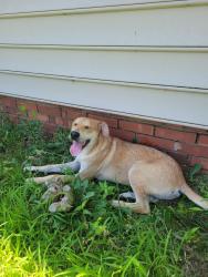 Found/Stray Male Dog last seen 28th and portland, Oklahoma City, OK 73107