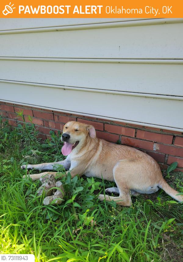 Found/Stray Male Dog last seen 28th and portland, Oklahoma City, OK 73107