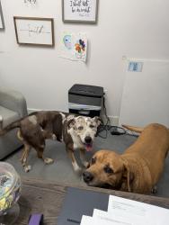 Reunited Unknown Dog last seen LINKS, Grand Prairie, TX 75050
