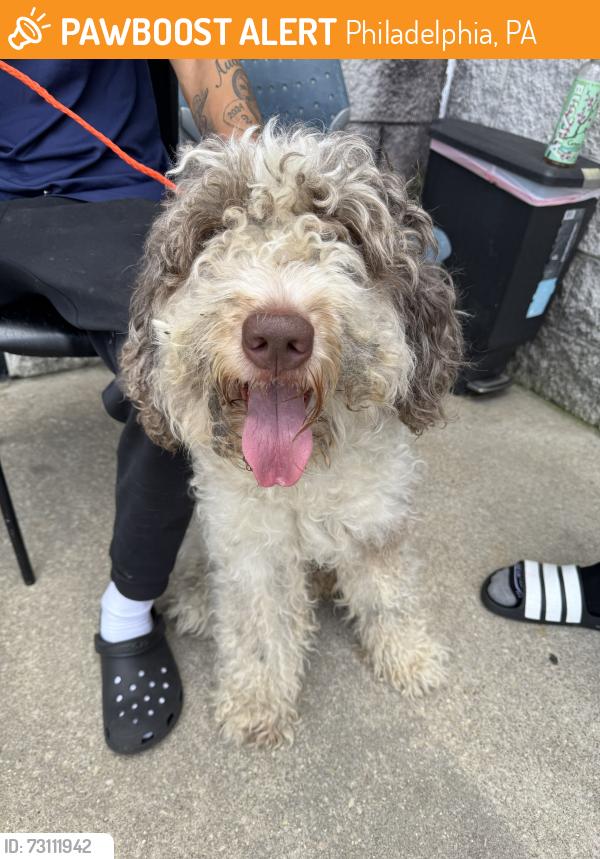 Found/Stray Male Dog last seen 30th and Reed Sts, Philadelphia, PA 19146
