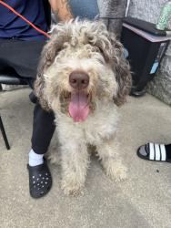 Found/Stray Male Dog last seen 30th and Reed Sts, Philadelphia, PA 19146