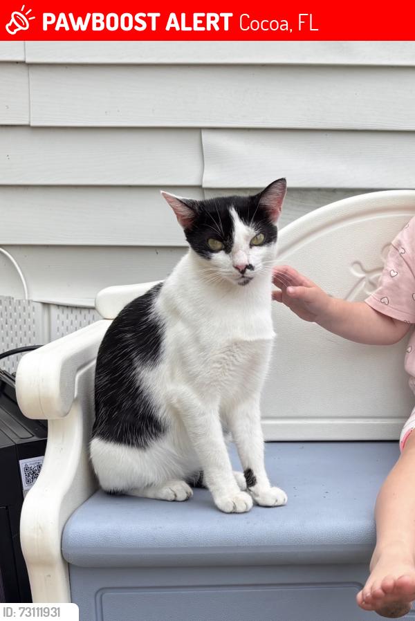 Lost Female Cat last seen Cocoa Expo Center, Cocoa, FL 32926