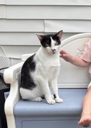 Lost Female Cat last seen Cocoa Expo Center, Cocoa, FL 32926