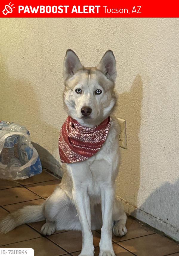 Lost Male Dog last seen benson and drexel, Tucson, AZ 85706