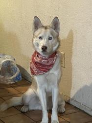 Lost Male Dog last seen benson and drexel, Tucson, AZ 85706