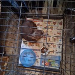 Found/Stray Female Dog last seen Palm and sahara street, Sunrise Manor, NV 89104