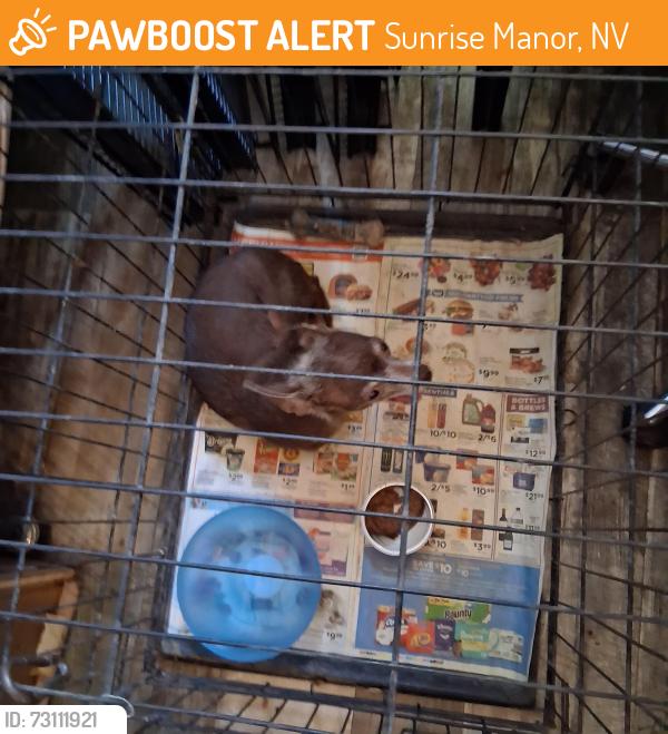 Found/Stray Female Dog last seen Palm and sahara street, Sunrise Manor, NV 89104