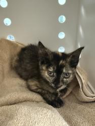 Shelter Stray Female Cat last seen Near River Rd, Vanceboro, NC, 1639 Old Airport Rd, New Bern, NC 28562, USA