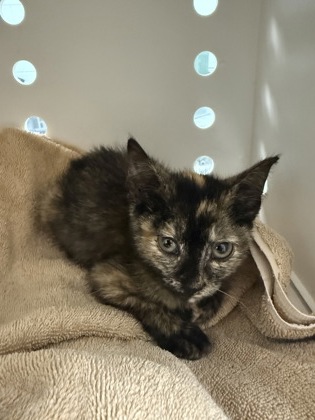 Shelter Stray Female Cat last seen Near River Rd, Vanceboro, NC, 1639 Old Airport Rd, New Bern, NC 28562, USA