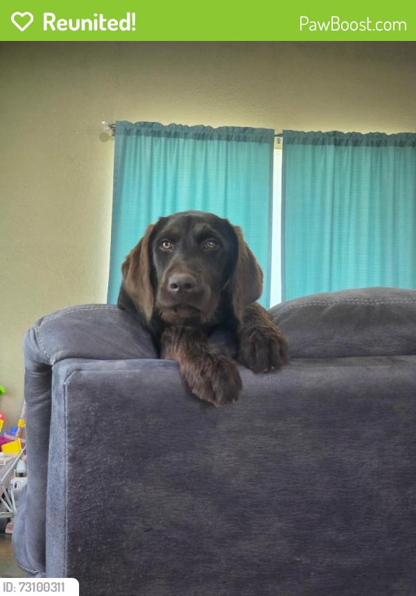 Reunited Female Dog last seen CR 265 and Cr 286, Collinsville, TX 76233