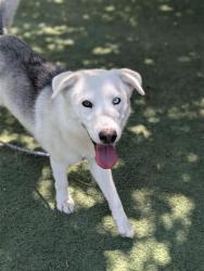 Shelter Stray Female Dog last seen Near JEFFESON, CITY of El Paso, TX, 5001 Fred Wilson Ave, El Paso, TX 79906, USA