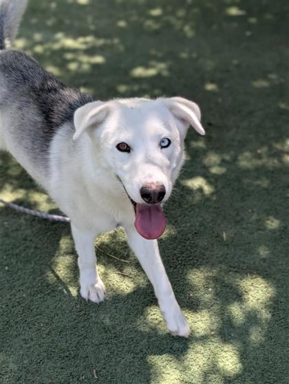 Shelter Stray Female Dog last seen Near JEFFESON, CITY of El Paso, TX, 5001 Fred Wilson Ave, El Paso, TX 79906, USA