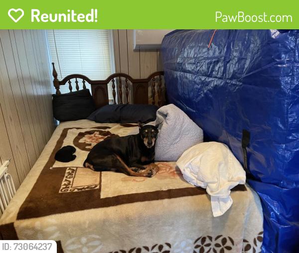 Reunited Female Dog last seen WoodlandCreek, Kissimmee, FL 34744