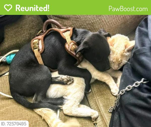 Reunited Female Dog last seen Near Aubry St, Perris, CA 92570, USA, Perris, CA 92570