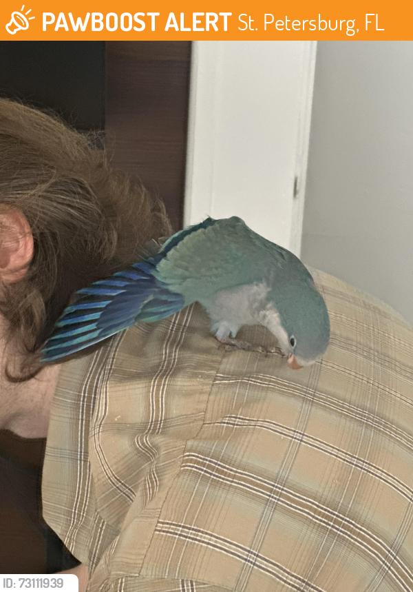 Found/Stray Unknown Bird last seen 4th Ave north between MLK and 8th street north, St. Petersburg, FL 33701