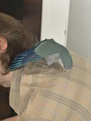 Found/Stray Unknown Bird last seen 4th Ave north between MLK and 8th street north, St. Petersburg, FL 33701