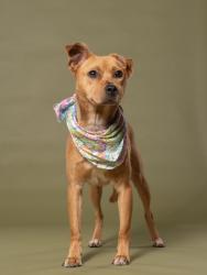 Shelter Stray Male Dog last seen Near jonesboro rd, South Fulton, GA, 1251 Fulton Industrial Blvd NW, Atlanta, GA 30336, USA