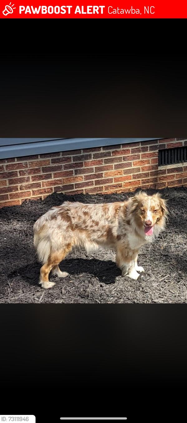 Lost Female Dog last seen Rant Drum Rd, Little Mountain Rd, Pisgah UMC, Catawba, NC 28609