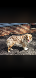 Lost Female Dog last seen Rant Drum Rd, Little Mountain Rd, Pisgah UMC, Catawba, NC 28609
