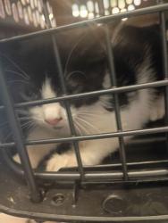 Shelter Stray Female Cat last seen Near Southwood Rd, Union City, GA, 1251 Fulton Industrial Blvd NW, Atlanta, GA 30336, USA