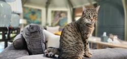 Lost Female Cat last seen Harts Mill, Brookhaven, GA 30341