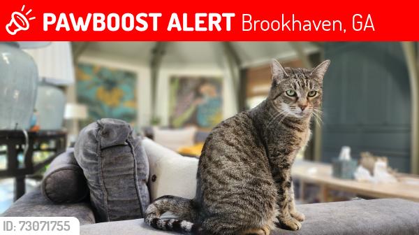 Lost Female Cat last seen Harts Mill, Brookhaven, GA 30341