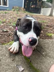 Shelter Stray Male Dog last seen Near Alston Dr, Atlanta, GA 30317, 30317, GA, 3280 Chamblee Dunwoody Rd, Chamblee, GA 30341, USA
