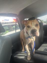 Found/Stray Male Dog last seen Plantaion city Hall, Plantation, FL 33313
