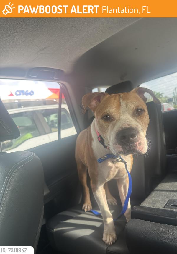 Found/Stray Male Dog last seen Plantaion city Hall, Plantation, FL 33313
