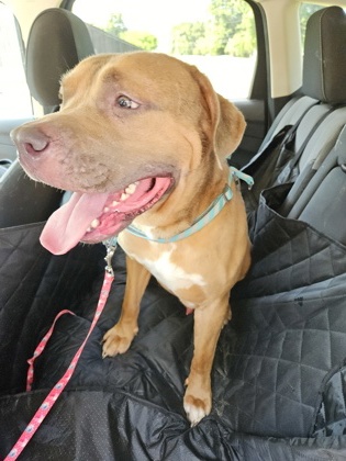 Shelter Stray Male Dog last seen Near Mistybrook Cir, Stone Mountain, GA 30087, 30087, GA, 3280 Chamblee Dunwoody Rd, Chamblee, GA 30341, USA
