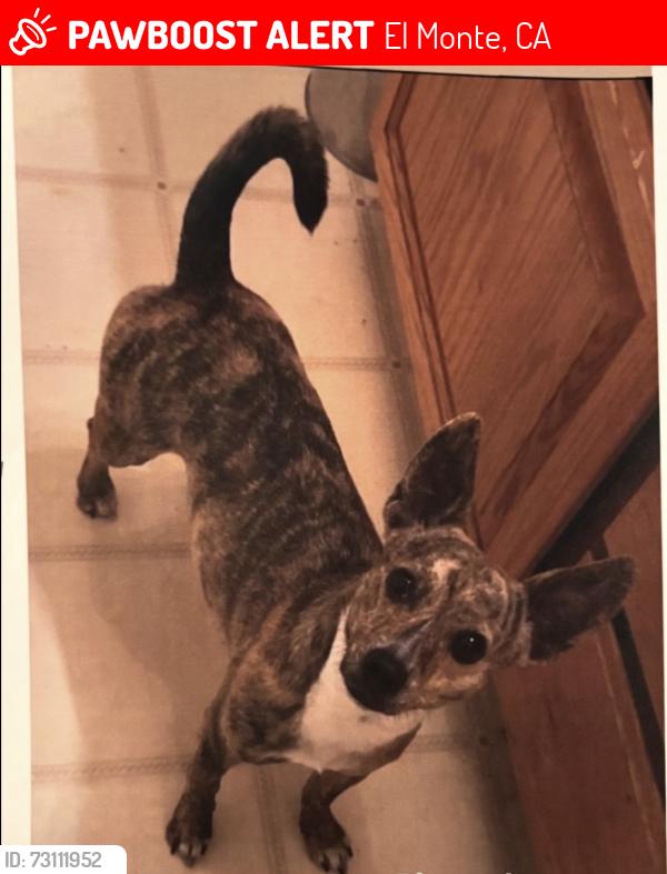 Lost Female Dog last seen Peck and Ramona, El Monte, CA 91731