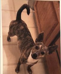 Lost Female Dog last seen Peck and Ramona, El Monte, CA 91731