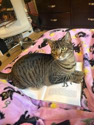 Reunited Female Cat last seen Oakville ests, East Quogue, NY 11942