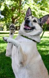 Shelter Stray Female Dog last seen Near SSP #306, City of Yakima,, 2405 W Birchfield Rd, Yakima, WA 98901, USA