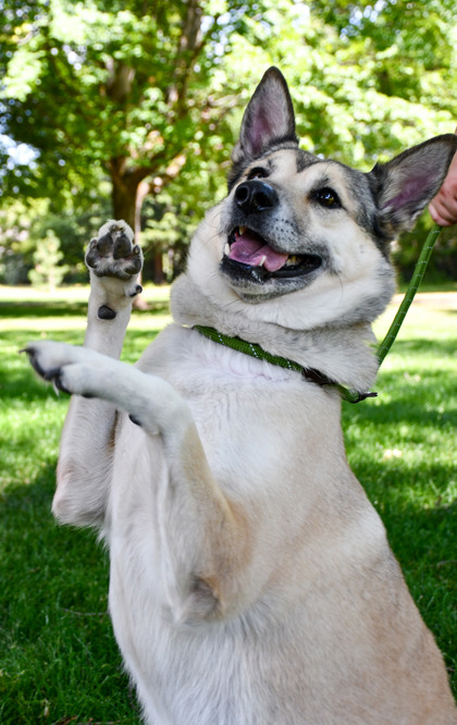Shelter Stray Female Dog last seen Near SSP #306, City of Yakima,, 2405 W Birchfield Rd, Yakima, WA 98901, USA