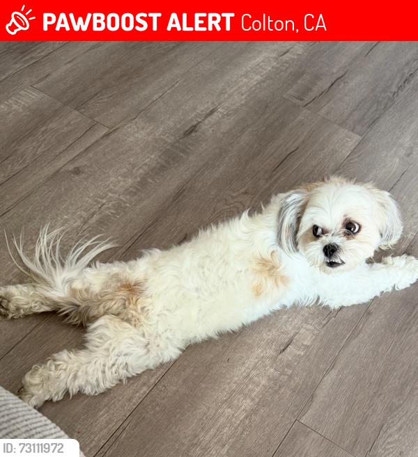 Lost Female Dog last seen Pennsylvania & E St COLTON CA, Colton, CA 92324